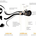 شنوایی و کاهش شنوایی