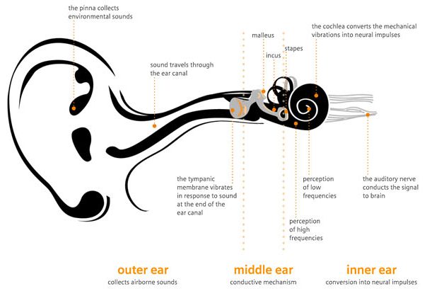 شنوایی و کاهش شنوایی