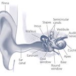 انواع کاهش شنوایی